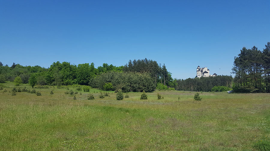 Jurajska Stokrotka - Zdjęcie 2