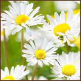 Nocowanie na Jurze w Jurajskiej Stokrotce